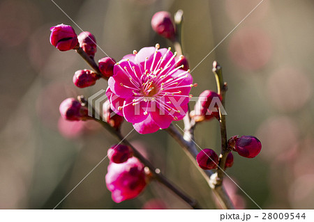 梅の花 梅の花 28009544