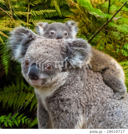 Australian koala bear native animal with baby 28010717