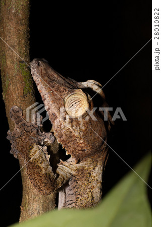 Giant leaf-tailed gecko Madagascar wildlife 28010822