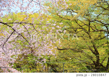 武蔵野市役所前の桜並木 武蔵野市役所前の桜並木 28010847