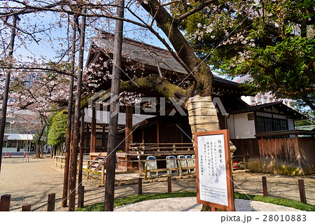 靖国神社の桜の開花標本木 28010883
