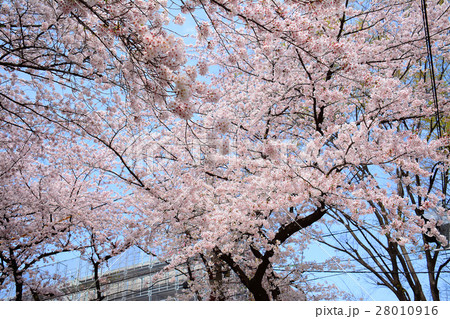 武蔵野市役所前の桜並木 武蔵野市役所前の桜並木 28010916