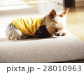 ヨークシャーテリア　伏せ 28010963