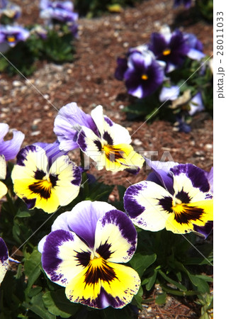 パンジー 28011033