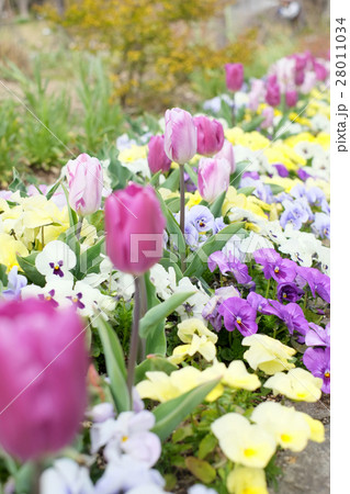 チューリップの花壇 28011034
