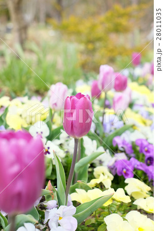 チューリップの花壇 チューリップの花壇 28011035