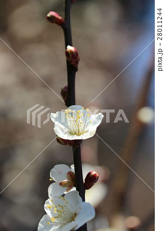梅の花 梅の花 28011244