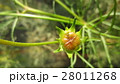 つぼみのコスモス ／ Cosmos in the bud 28011268