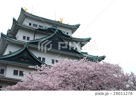 名古屋城と桜 名古屋城と桜 28011276
