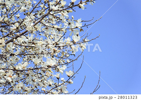 早春・コブシの開花 28011323