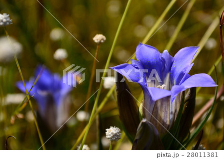 湿地に咲くホソバリンドウとシラタマホシクサ 28011381
