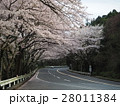 桜並木をドライブ　 28011384