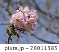春の桜 28011385