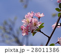春の桜　青空と 28011386