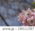 春の桜　背景ボケ 28011387