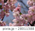 春の桜　満開　青空と 28011388