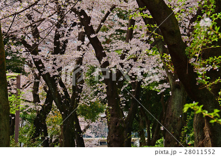 武蔵野市役所前の桜並木 武蔵野市役所前の桜並木 28011552