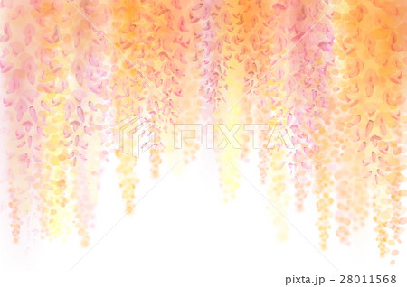 Spring background with blooming wisteria Spring background with blooming wisteria 28011568