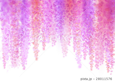 Spring background with blooming wisteria Spring background with blooming wisteria 28011576