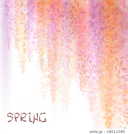 Spring background with blooming wisteria Spring background with blooming wisteria 28011580