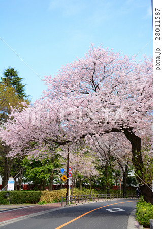 武蔵野市役所前の桜並木 武蔵野市役所前の桜並木 28011587