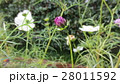 つぼみのコスモス ／ Cosmos in the bud 28011592