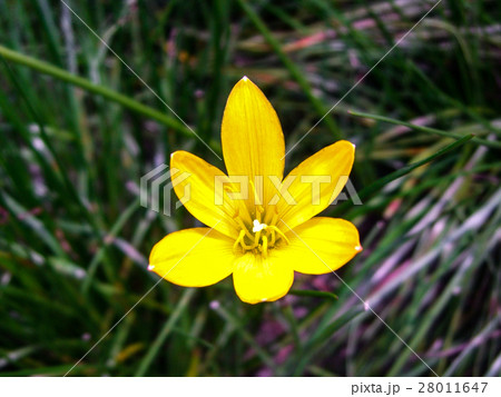 花 フラワー お花 28011647