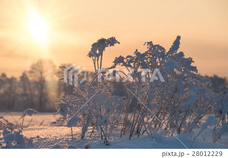 winter sunrise in the field, natural background winter sunrise in the field, natural background 28012229