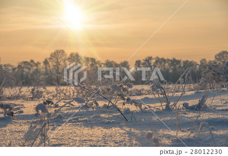 winter sunrise in the field, natural background winter sunrise in the field, natural background 28012230