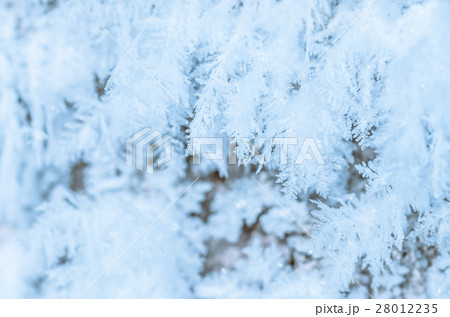 beautiful hoarfrost, winter christmas background beautiful hoarfrost, winter christmas background 28012235