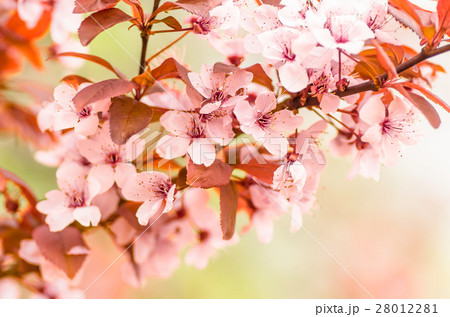 flowers and young leaves of cherry wood sakura flowers and young leaves of cherry wood sakura 28012281