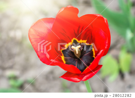 red tulips in the park, closeup. Spring landscape. red tulips in the park, closeup. Spring landscape. 28012282