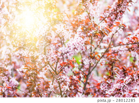 flowers and young leaves of cherry wood sakura flowers and young leaves of cherry wood sakura 28012285