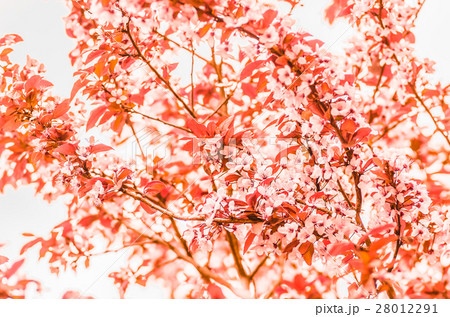 flowers and young leaves of cherry wood sakura flowers and young leaves of cherry wood sakura 28012291