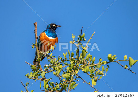 Superb starling or Lamprotornis superbus 28012567
