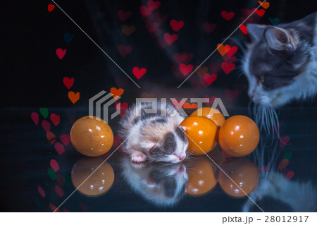 kitty cat sleeping on glass kitty cat sleeping on glass 28012917
