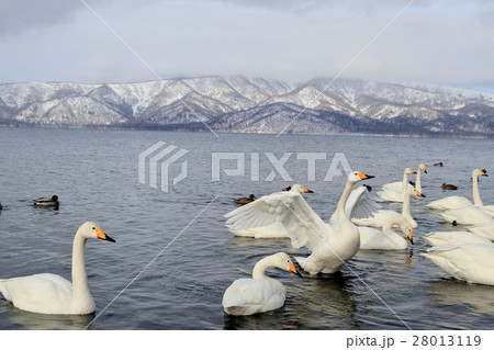 屈斜路湖の白鳥 屈斜路湖の白鳥 28013119