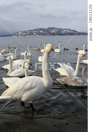 屈斜路湖の白鳥 屈斜路湖の白鳥 28013120