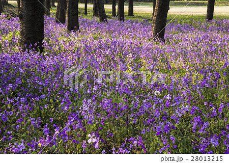 オオアラセイトウ ショカッサイ ムラサキハナナ ハナダイコン アブラナ科 外来種 紫色 春の写真素材