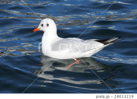 ユリカモメ 28013219