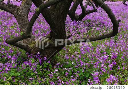 オオアラセイトウ ショカツサイ ムラサキハナナ ハナダイコン 野草 花 紫色 群生 植物の写真素材