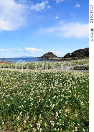 1月 南伊豆50水仙まつり・爪木崎公園 1月 南伊豆50水仙まつり・爪木崎公園 28013517