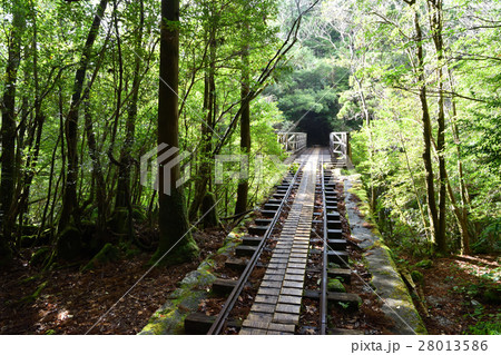 屋久島 午後の大株歩道 森林軌道 28013586