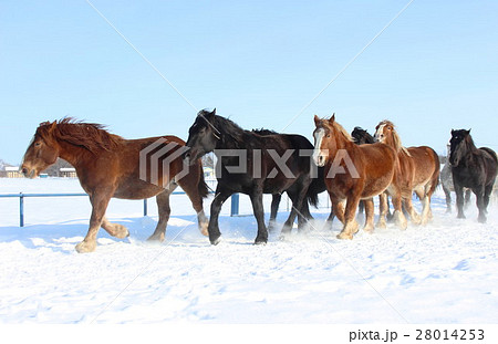 馬追い 運動　 28014253