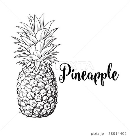 Whole, unpeeled, uncut pineapple, isolated sketchのイラスト素材