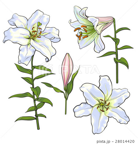 師白 花卉圖 Set of hand drawn white lily flowers, side, topのイラスト