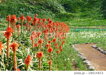 1月花　アロエ・アロエ科19爪木崎 28014833