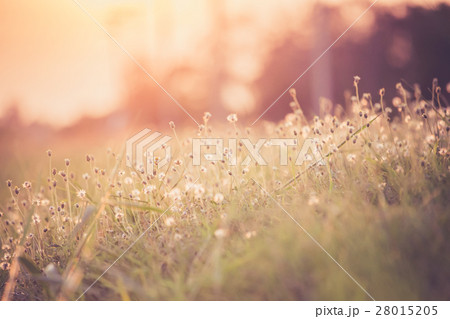Unwanted flora with rim light, warm retro style Unwanted flora with rim light, warm retro style 28015205