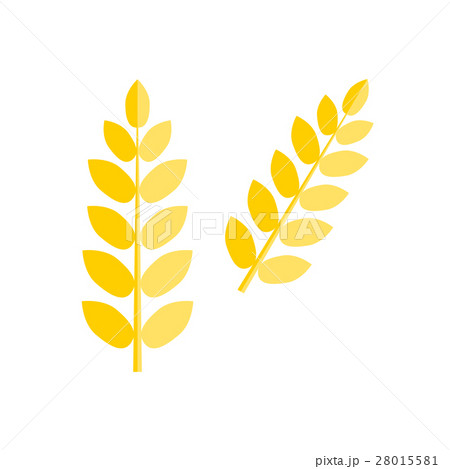 Ear wheat isolated vector. 28015581