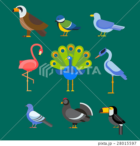 Birds vector set illustration isolated Birds vector set illustration isolated 28015597